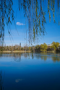 湖边落叶北京初冬的湖边背景