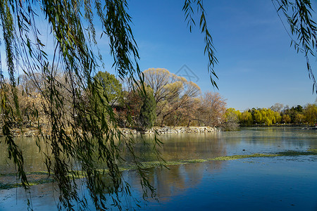 湖边落叶北京初冬的湖边背景