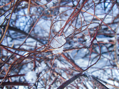 雪后的树枝和树叶高清图片