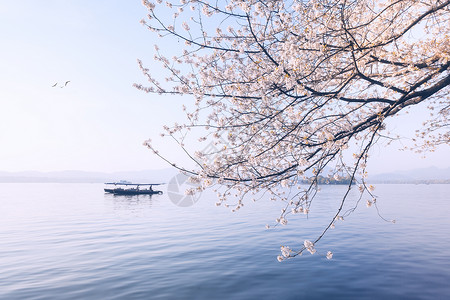 春季旅游优惠券西湖樱花浪漫时背景