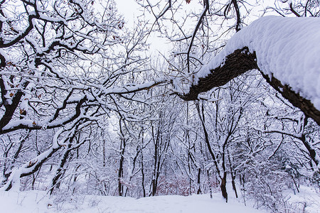 冬天被大雪覆盖的森林图片