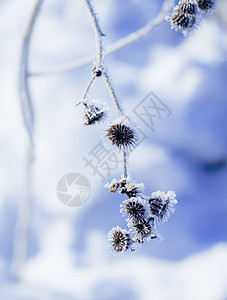 雪雾冬天结满雾松的一株小草背景