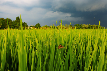 绿蝴蝶稻田里的蝴蝶背景