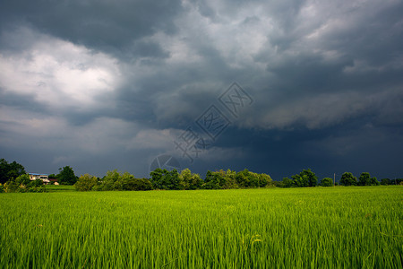 绿油油的稻田风起云涌背景