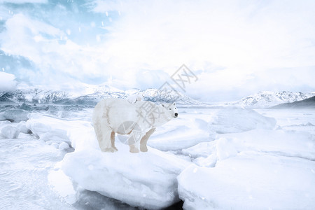 雪地里的熊雪域冰山设计图片