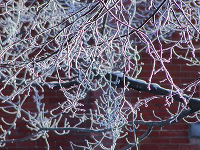 雪压枯枝雪后的树枝背景