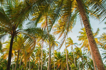 水彩热带背景图海边的椰树背景