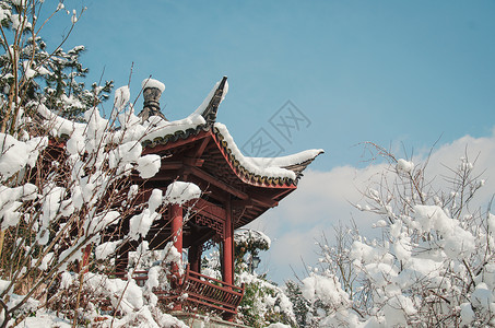 江南雪景雪中白色树枝高清图片