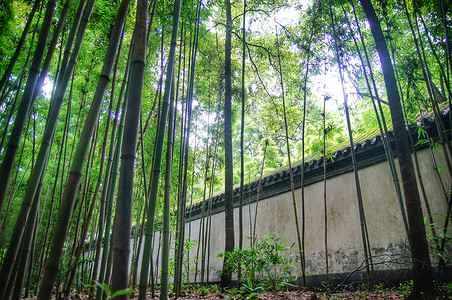 竹子发芽茂密的竹林背景