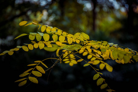 深秋的叶子背景图片