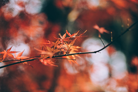 花满枝头紫薇花树枝上的枫叶背景