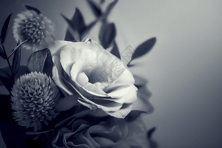 黑白光线玫瑰花束背景背景