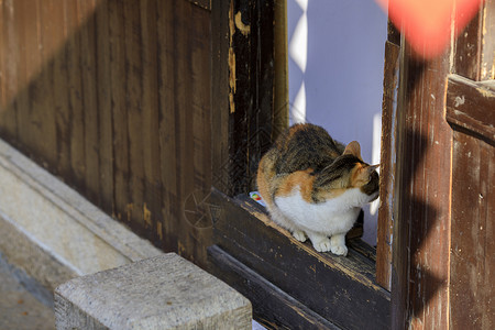 行走的猫猫背景