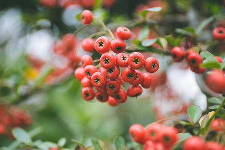 冬日野果红色野果树枝高清图片