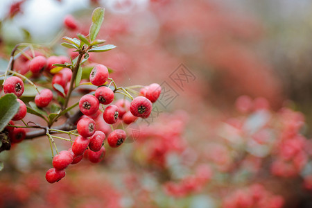 红色野果树枝冬日野果背景