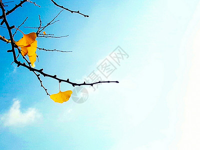 蓝天和黄色银杏秋天的蓝天白云和金色的银杏树枝背景