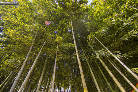 中国元素竹子背景图片