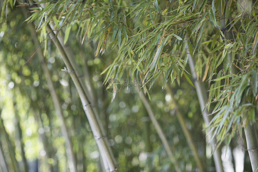 中国元素竹子图片