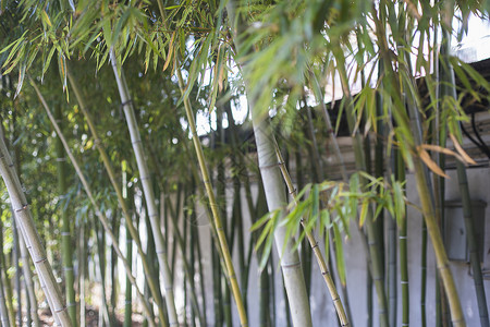 竹树元素中国元素竹子背景