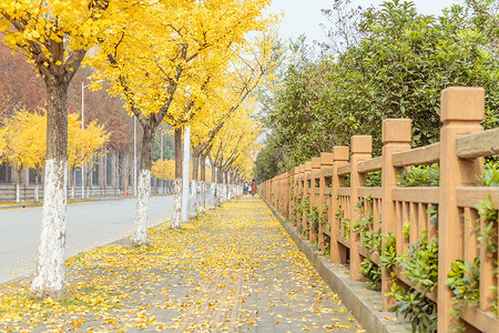 银杏叶线条银杏树与人行道背景