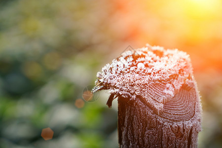 霜降素材清晨木桩上的霜背景