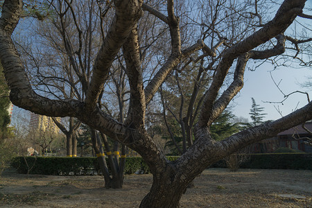 冬天的树枯枝的树高清图片