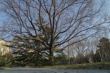 冬天的树图片