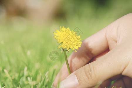 小花一朵冬日里的蒲公英小花背景