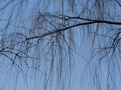 冬日的柳树图片