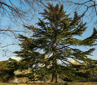 冬日的松树松针背景图片