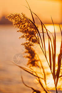 湖面特写夕阳余晖下的芦苇特写背景