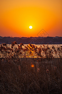 夕阳余晖下的芦苇荡背景图片