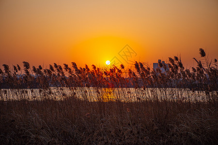 余晖下石林夕阳余晖下的芦苇荡背景