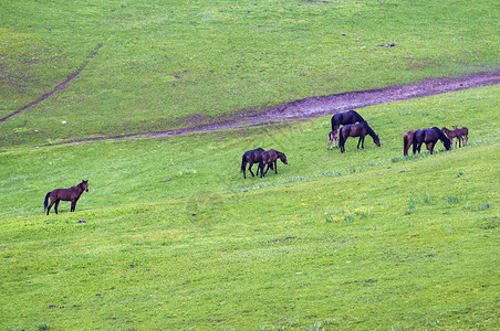 新疆塔城牧场放牧马图片