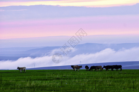 牧场的牛新疆塔城风光牧场日落火烧云红云彩云背景