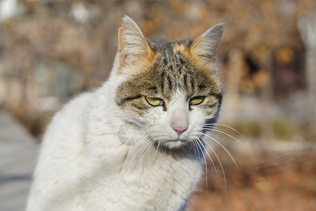 懒猫冬天阳光下的猫背景