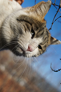 懒猫冬天阳光下的猫背景