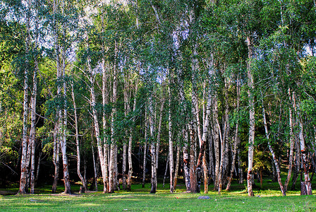 阿勒泰草原新疆阿勒泰禾木风景区牧马白桦林背景