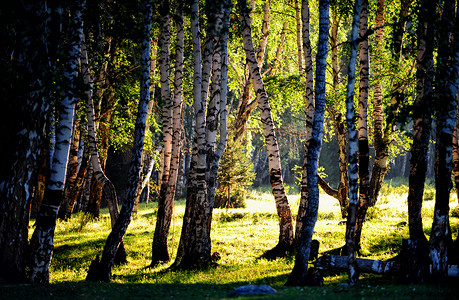 新疆阿勒泰禾木风景区白桦林高清图片