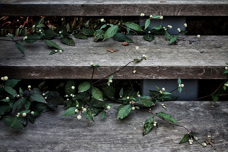 平行进口车木台阶上的小白花背景