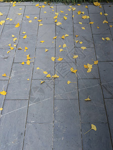 北京秋天的银杏叶黄了背景图片