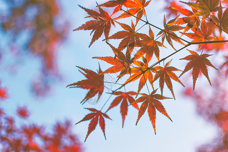 冬天小清新冬季枫叶背景