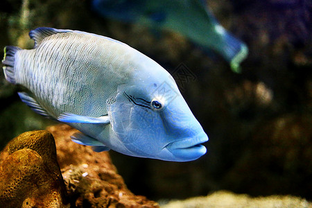 深海蓝色热带鱼特写图片