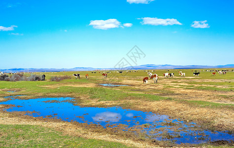 农牧业内蒙古呼伦贝尔草原背景