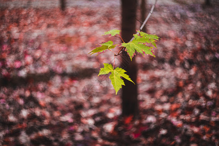 秋季枝头的枫叶图片