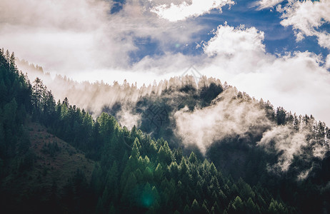 云雾缭绕的松林云雾缭绕的山峰背景