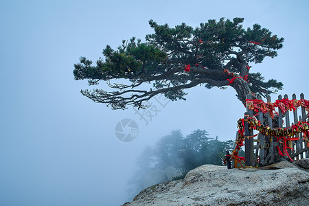 松树的精神华山冬季高清图片
