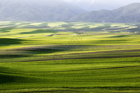 新疆塔城草场牧场线条光影图片