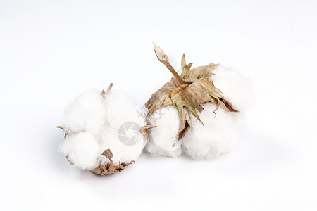 新疆棉花棉花图片高清图片