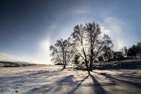 雪地上影子阳光下的树影背景